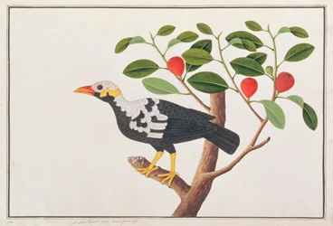 Hill Myna, from Drawings of Birds from Malacca, c.1805-18